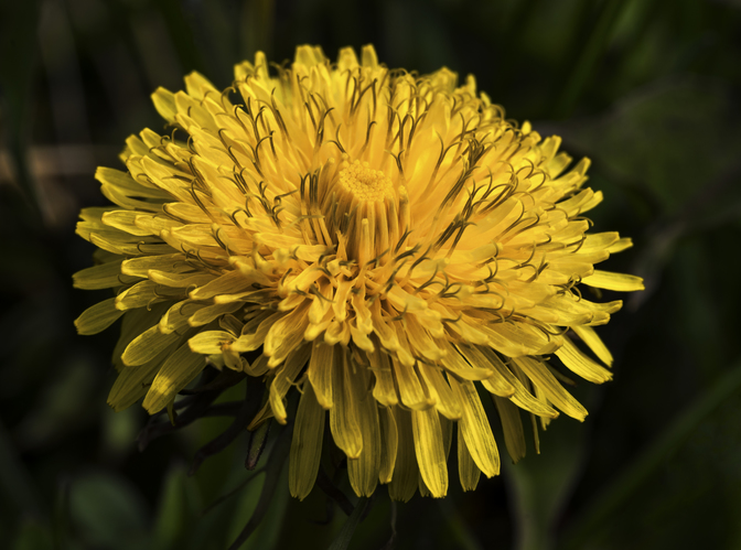 Púpava lekárska (Taraxacum officinale)