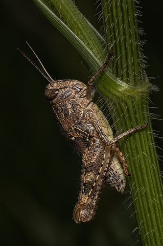 koník lúčny - Chorthippus montanus 