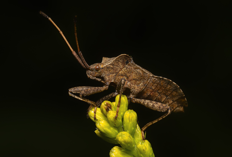 Obrubnica štiavová (Coreus marginatus)