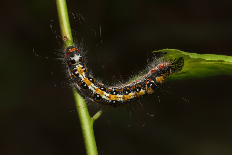 Mramorovka marhuľová( Acronicta tridens)