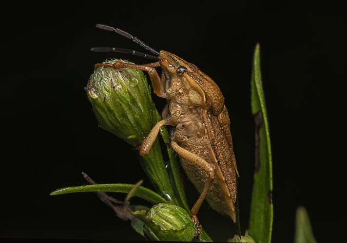 Dolycoris baccarum