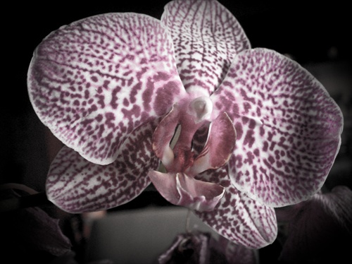 Orchidea