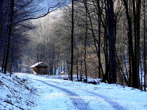 Lesná cesta