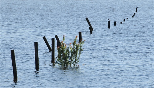 Stratený plot