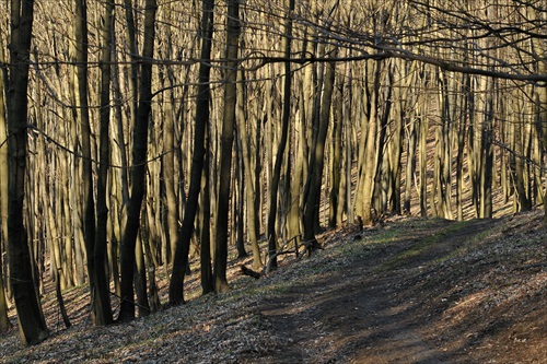 Lesná cesta