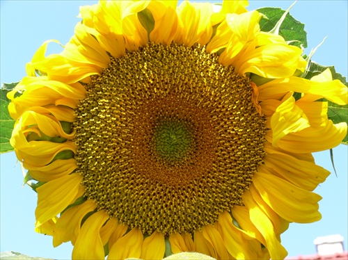 Sunflower