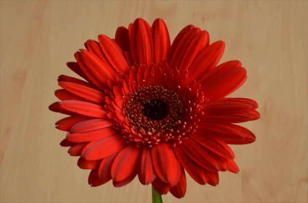 Gerbera