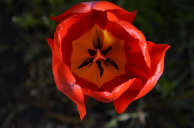 Tulipán