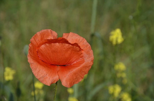 Vlčí mak