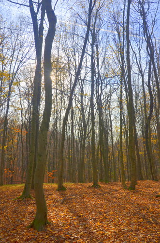 Jesenný les ...