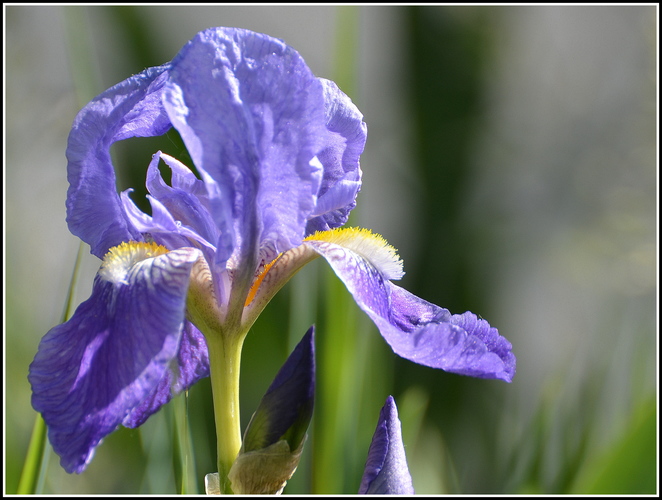 Iris