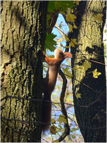 Veverička 1