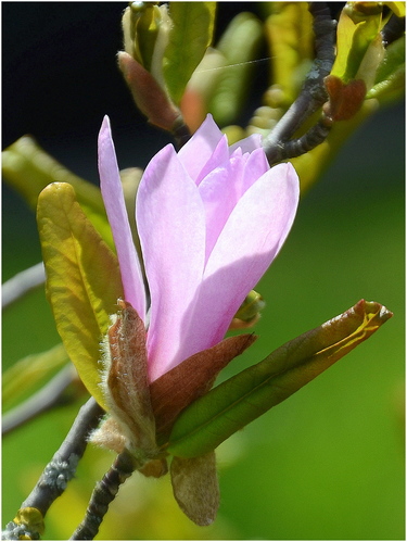 Magnólia