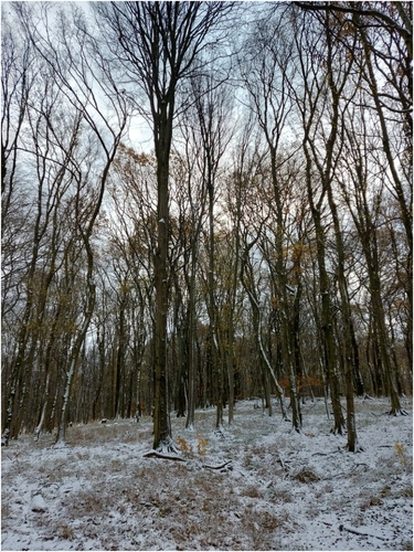Po snežení v lese