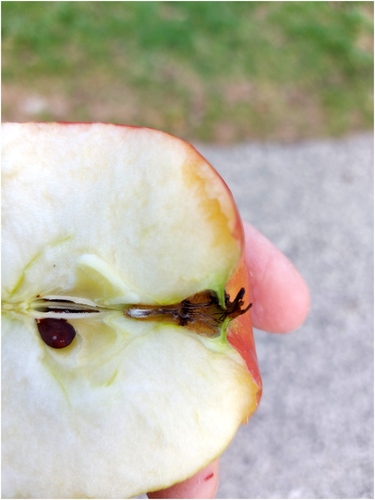 Čo je v jablku ...