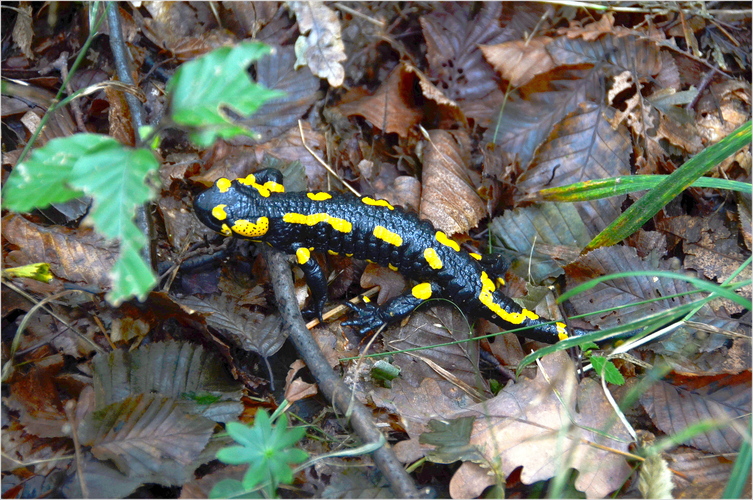 Salamandra