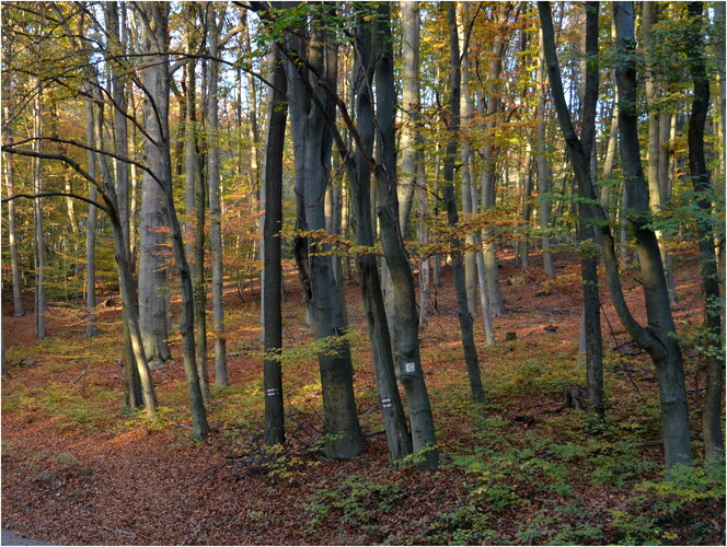 Podvečer v lese