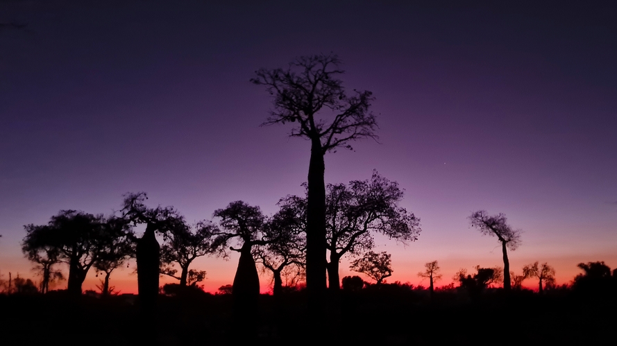 Baobab