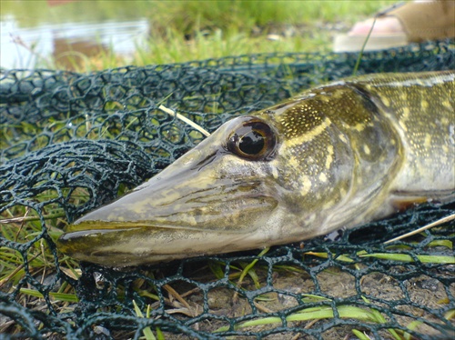 Šťuka severná (lat.Esox Lucius)