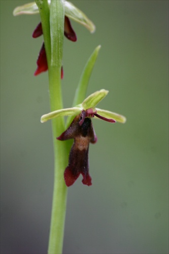 Ophris insectifera