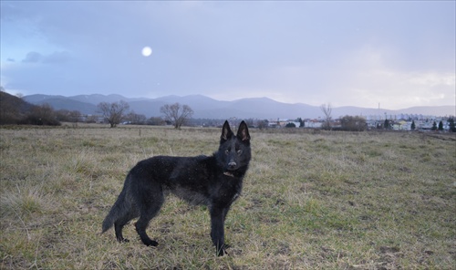 Vlčisko Black Jack:) na adopciu!