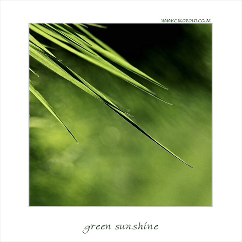 green sunshine