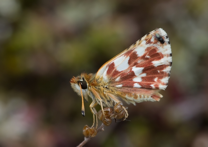 Spialia sertorius