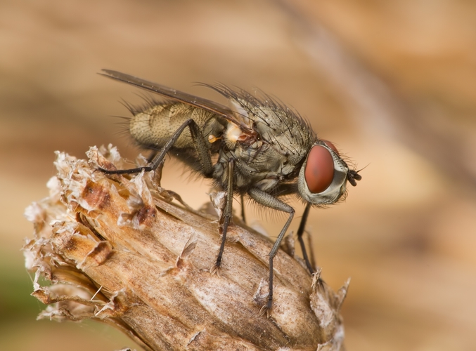 Leucophora personata