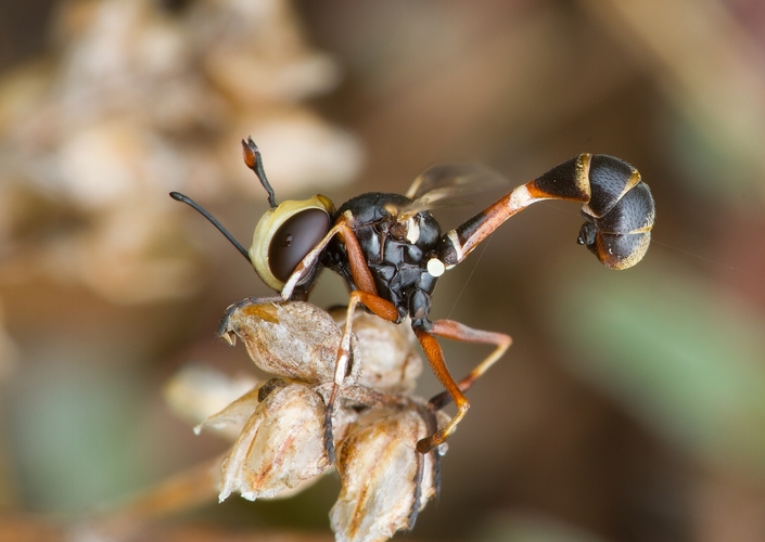 Physocephala chrysorrhoea