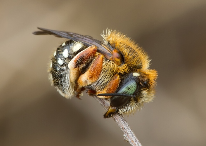 Anthidium punctatum