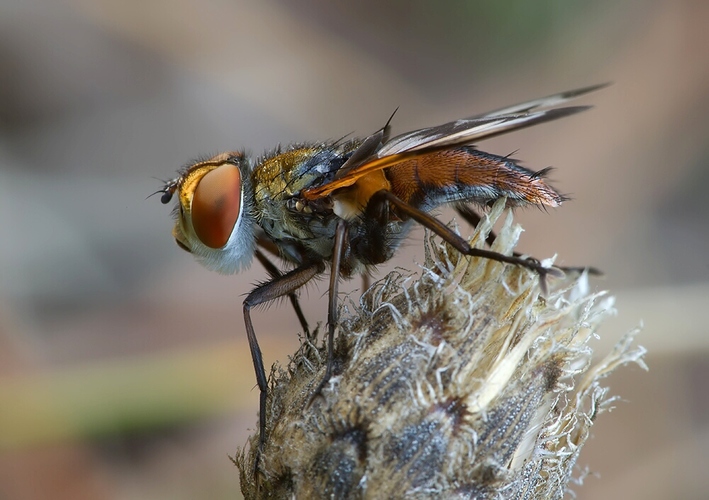 Ectophasia crassipennis