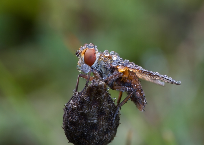 Ectophasia crassipennis