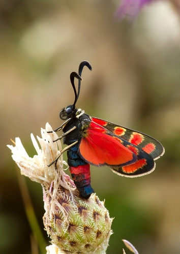 Zygaena carniolica