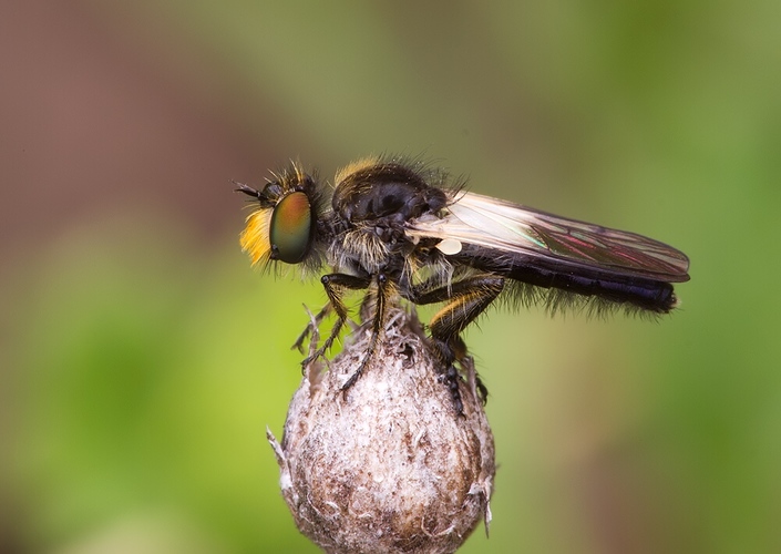 Holopogon nigripennis