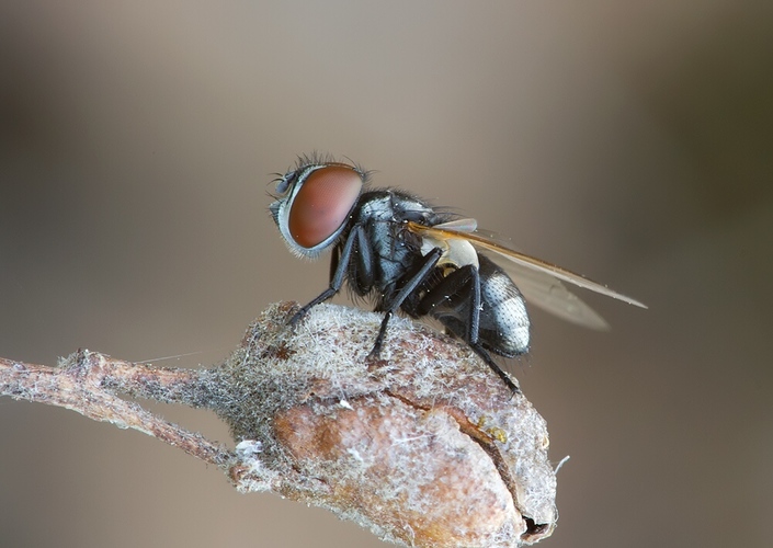 Phasia obesa