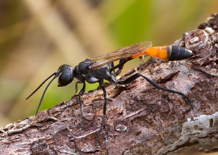 Ammophila terminata