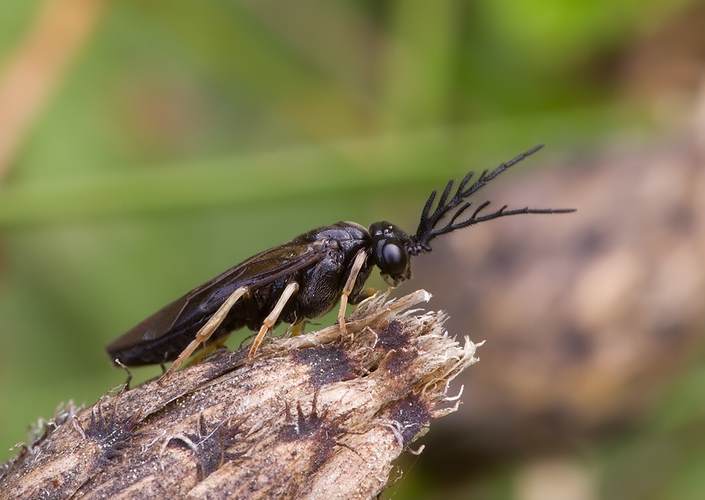 Cladius pectinicornis