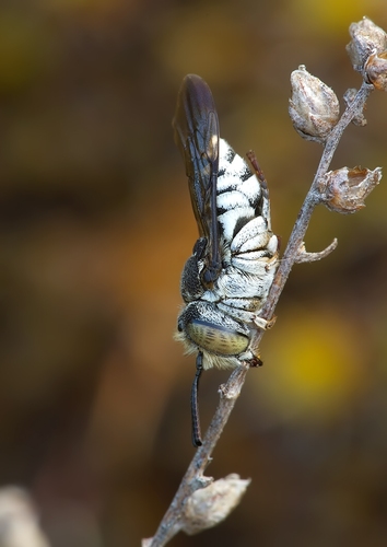 Coelioxys afra