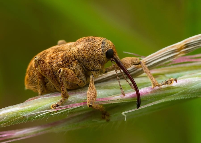 Curculio venosus