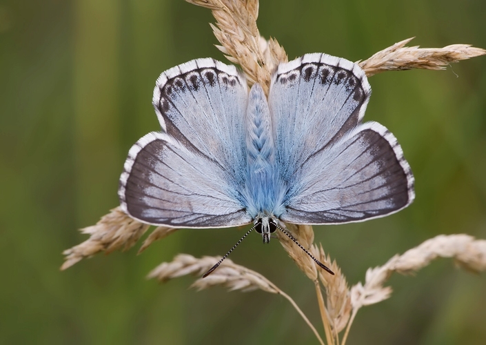 Polyommatus slovacus 