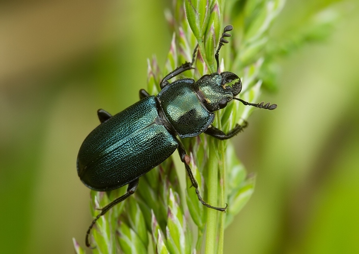 Platycerus caraboides