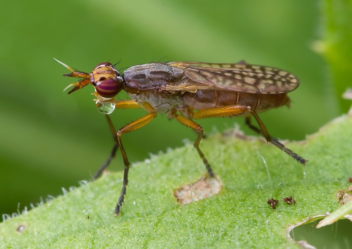 Dichetophora finlandica