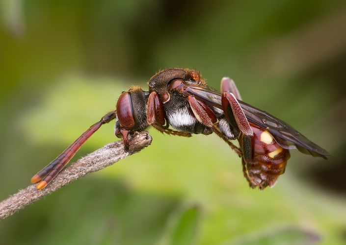 Nomada flavoguttata 