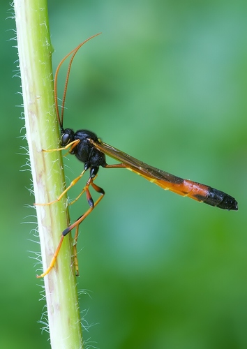 Therion circumflexum