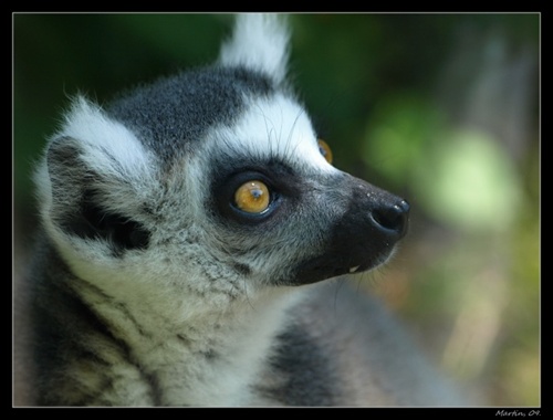 Lemurko,