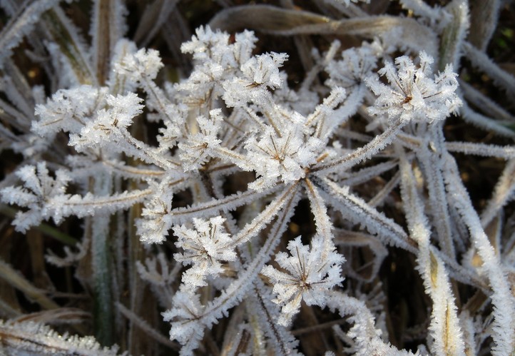 frozen flower