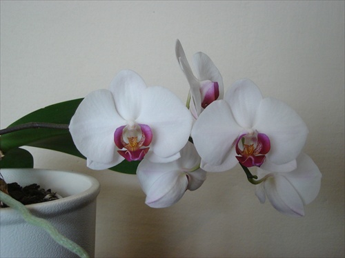 orchidea