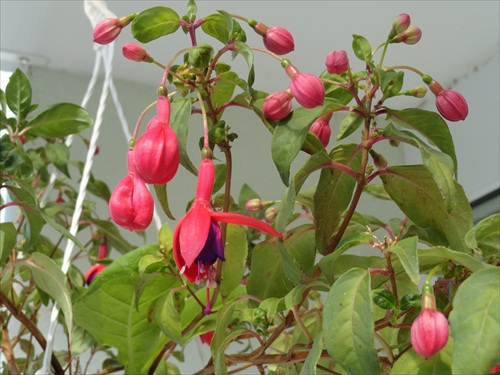 Fuchsia-Dollar prinzessin