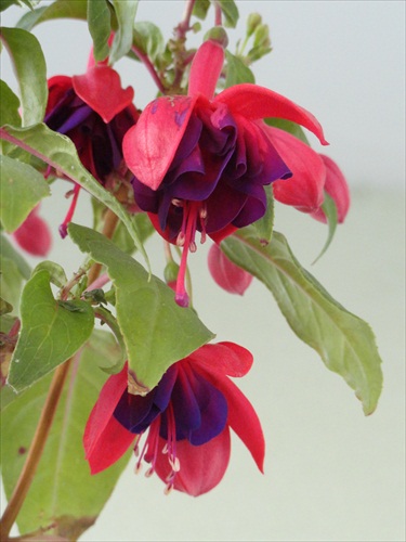 Fuchsia-Dollar prinzessin