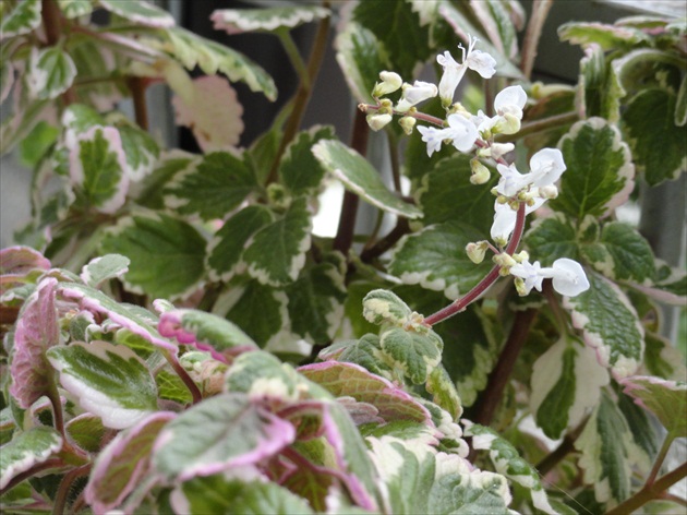 Plectranthus forsteri zakvitol